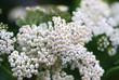 Gemeine Schafgarbe (Achillea millefolium)