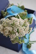 Apothekengutschein  Gemeine Scharfgarbe (Achillea millefolium)