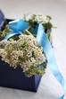 Apothekengutschein  Gemeine Scharfgarbe (Achillea millefolium)