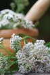 Apothekengutschein  Gemeine Scharfgarbe (Achillea millefolium)