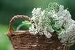 Gemeine Schafgarbe (Achillea millefolium)
