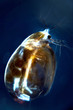 Wasserfloh