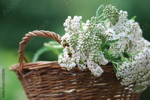 Foto: Gemeine Schafgarbe (Achillea millefolium) Gemeine Schafgarbe (Achillea millefolium)