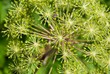 Engelwurz - Angelica