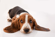 basset hound puppy