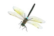 dragonfly on an isolated background