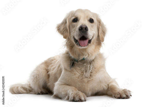 Photo: Golden Retriever, 4 years old Golden Retriever, 4 years old