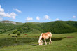 Paysage sur les monts du Cantal