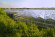 Glasflächen von einem Gewächshaus Glasflächen von einem Gewächshaus