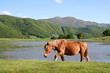 Cheval en Auvergne