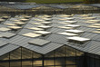Glasflächen von einem Gewächshaus Glasflächen von einem Gewächshaus
