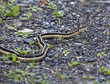 Common garter snake