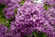 lila flower flieder