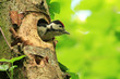 Great Spotted Woodpecker (Dendrocopos major)