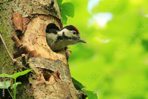 Photo: Great Spotted Woodpecker (Dendrocopos major) Great Spotted Woodpecker (Dendrocopos major)