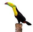 Keel Billed Toucan, from Central America. Isolated on White. Keel Billed Toucan, from Central America. Isolated on White.