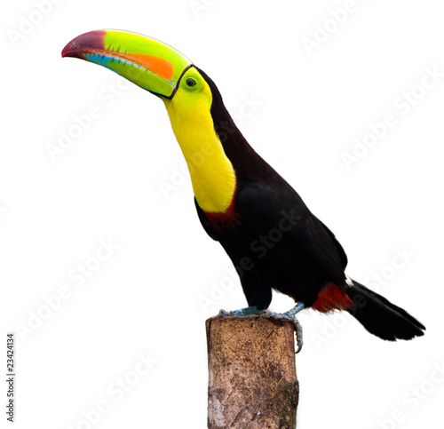Foto: Keel Billed Toucan, from Central America. Isolated on White. Keel Billed Toucan, from Central America. Isolated on White.