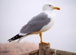 Seagull