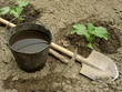 pumpkin seedlings and gardening tools