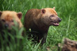 bush dog