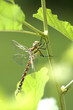 Libelle11