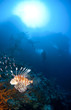 lion fish