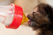 newborn tortoiseshell kitten bottle feeding