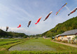 Japanese koi nobori wind socks  above a rice field.