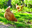 Hens