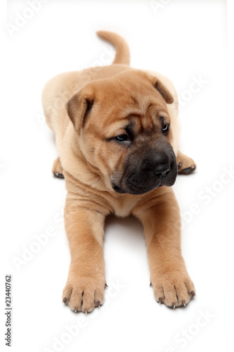 shar pei puppy shar pei puppy