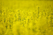 Rape field, selective focus