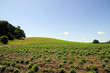 landschaft im sommer