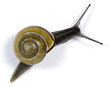 White-lipped snail on the white background White-lipped snail on the white background