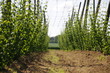 hopfen feldeer