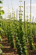 hopfen feld ganz grün