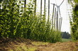 hopfen technologie