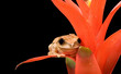 Photo: Marbled Reed Frog on Plant Marbled Reed Frog on Plant