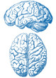 Vektor: human brain human brain