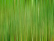 fond vert