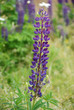 Blue flower