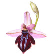 Orchid isolated on white Orchid isolated on white