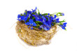 Vogelnest mit Blüten