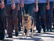 k-9