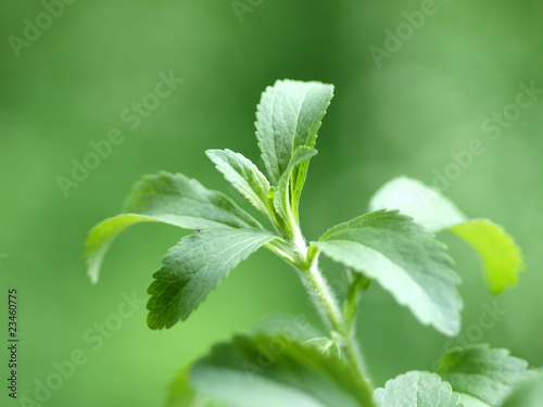 Photo: Stevia Honigpflanze Stevia Honigpflanze
