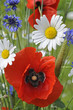 Blumen, Blumenwiese, Margeriten