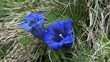 Alpines Leben