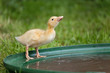 Kleine Ente beim trinken