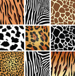 animal skin textures of tiger, zebra, giraffe, leopard and cow