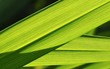 herbe au soleil 2