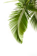Leaves of palm on white background